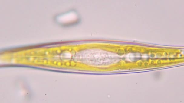 Биологические Исследования Микроскопом Растительных Клеток Одноклеточных Примитивов — стоковое видео