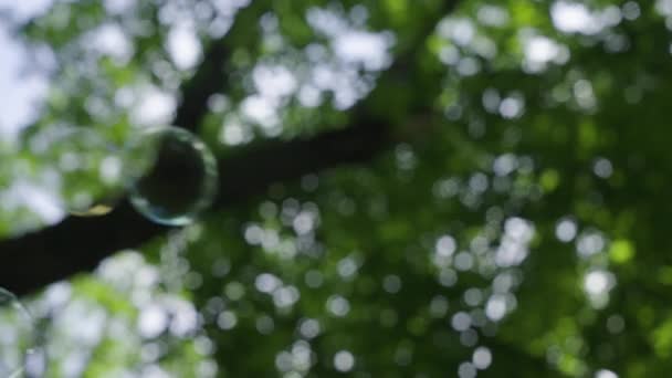 Bolhas Sabão Fundo Floresta Tema Férias Verão — Vídeo de Stock