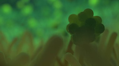 mikrobiyoloji ve vücudun farklı biyolojik formları hakkında bir resim.