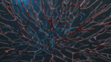 Organik dokunun dolaşım sistemi makro görüntüsü