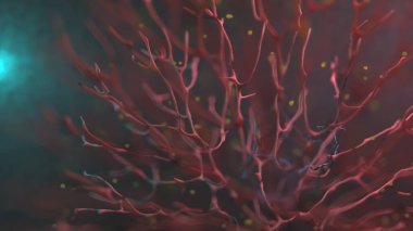 Organik dokunun dolaşım sistemi makro görüntüsü