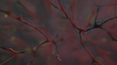 Organik dokunun dolaşım sistemi makro görüntüsü