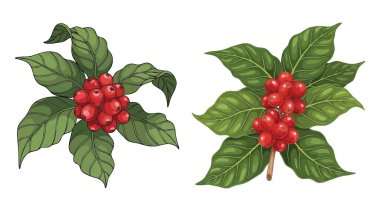 Kahve bitkisi ve meyve tasarımı aksesuarları çizimi