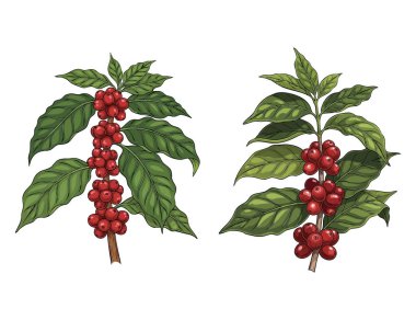 Kahve bitkisi tasarım şablonu