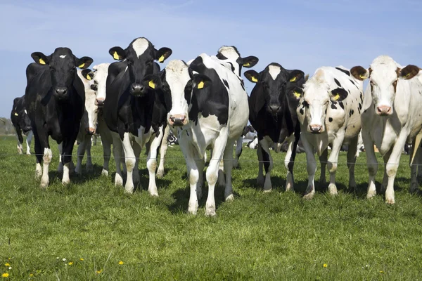 Vacas holandesas en primavera —  Fotos de Stock