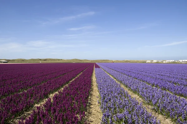 Holandská pole Hyacint květin — Stock fotografie