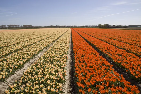 Růžový a oranžový Tulipán pole v Holandsku. — Stock fotografie