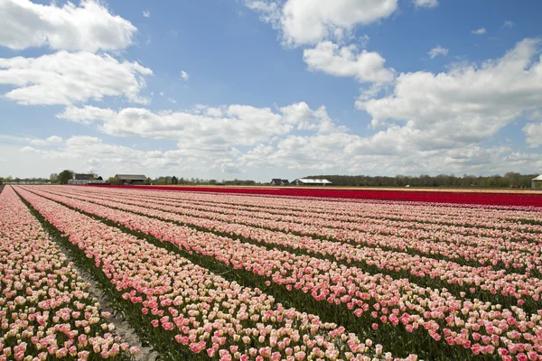 Spring and pink tulip fields — Stock Photo, Image