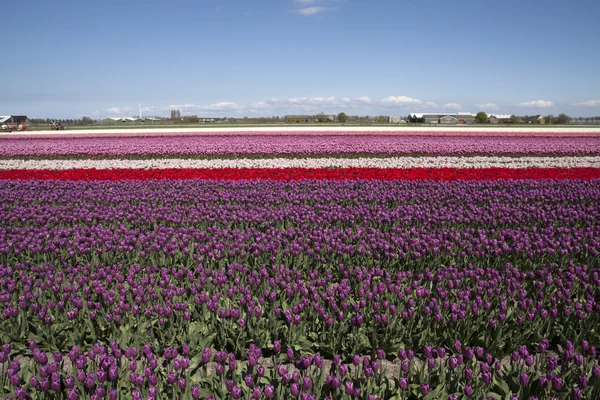 Fiori all'orizzonte blu — Foto Stock