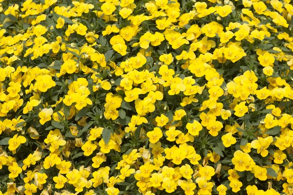 Små gula blommor för bakgrund — Stockfoto