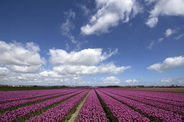 Fialové barevné tulipány — Stock fotografie