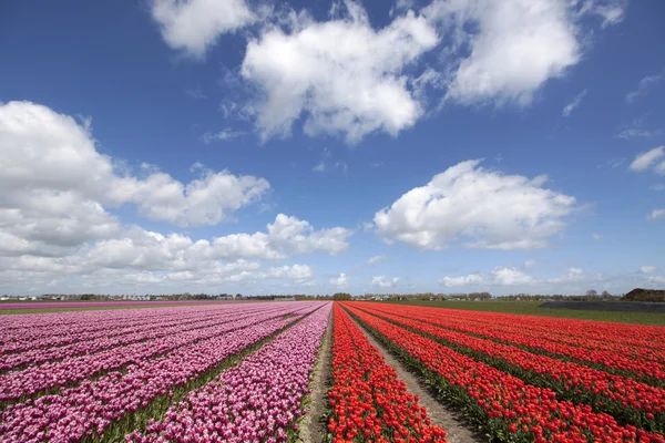 Barevné tulipány v jarní — Stock fotografie