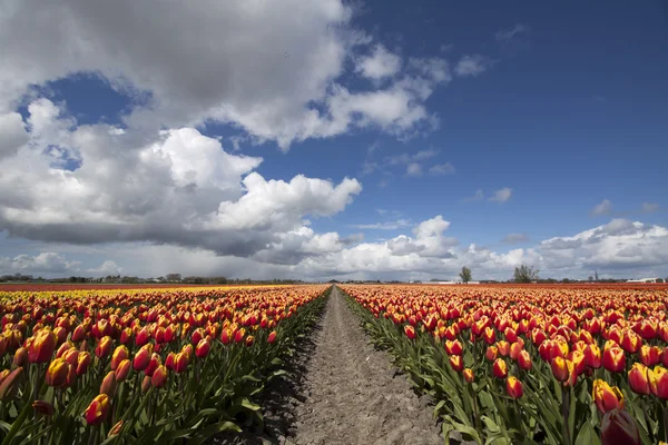 Vista bassa dei fiori di tulipano — Foto Stock