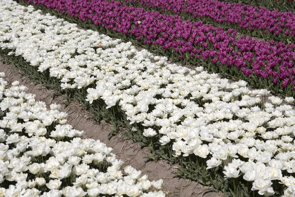 Lila und weiße Blumen — Stockfoto