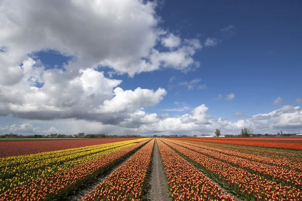 Tulipány s krásnou zamračená obloha — Stock fotografie
