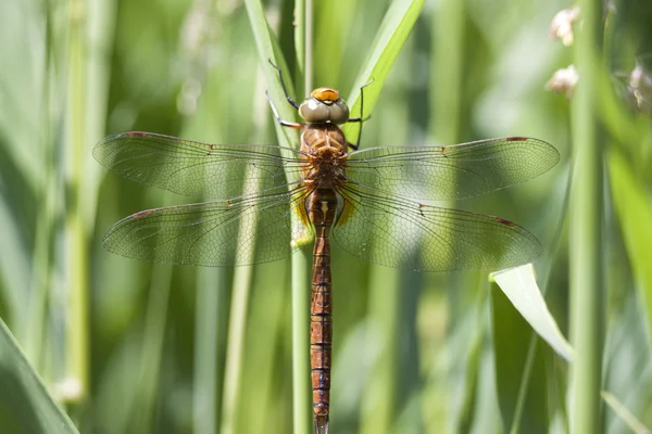 Grande libellula su una canna — Foto Stock