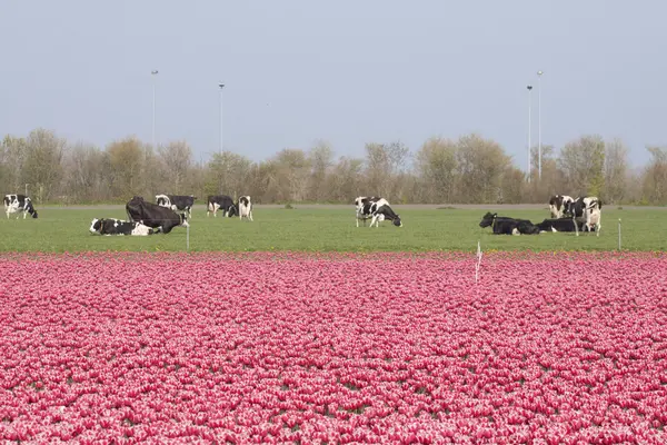 Imagen típica de primavera holandesa — Foto de Stock