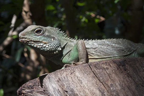 Iguana verde grande - imagem da natureza — Fotografia de Stock