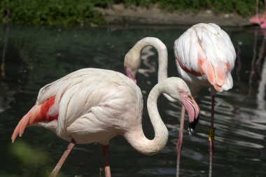 Çek Cumhuriyeti Hayvanat Bahçesi 'nde farklı pozisyonlarda güzel renkli tüyleri olan beyaz Flamingo' lu pembe