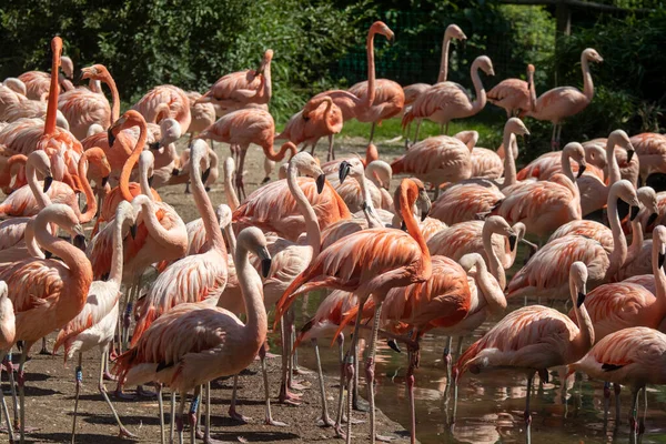 Большая Группа Розовых Фламинго — стоковое фото