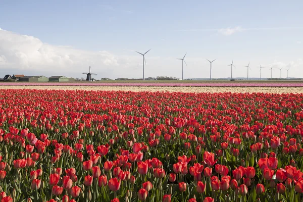 Escena de primavera holandesa — Foto de Stock