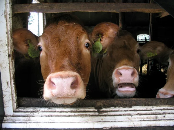Francuski krowy — Zdjęcie stockowe