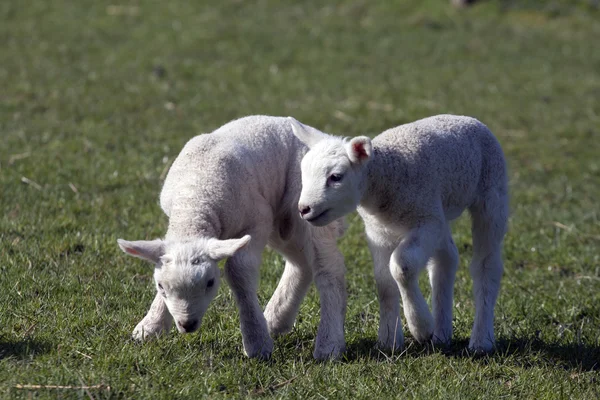 Twee jonge zoogdieren — Stockfoto