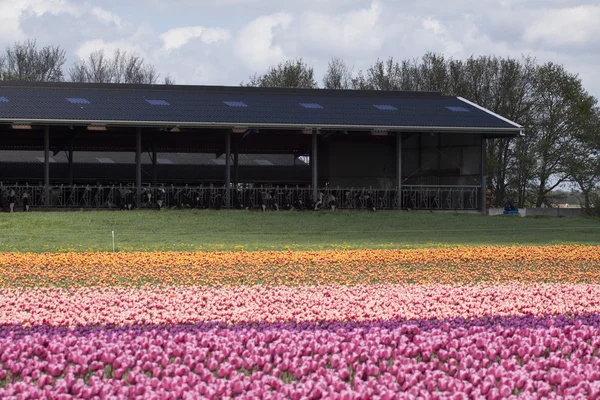 Fleurs pour vaches — Photo