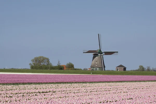 Dutch windmill — Stock Photo, Image