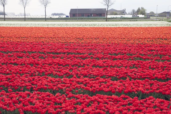 Holland tavaszi jelenet. — Stock Fotó