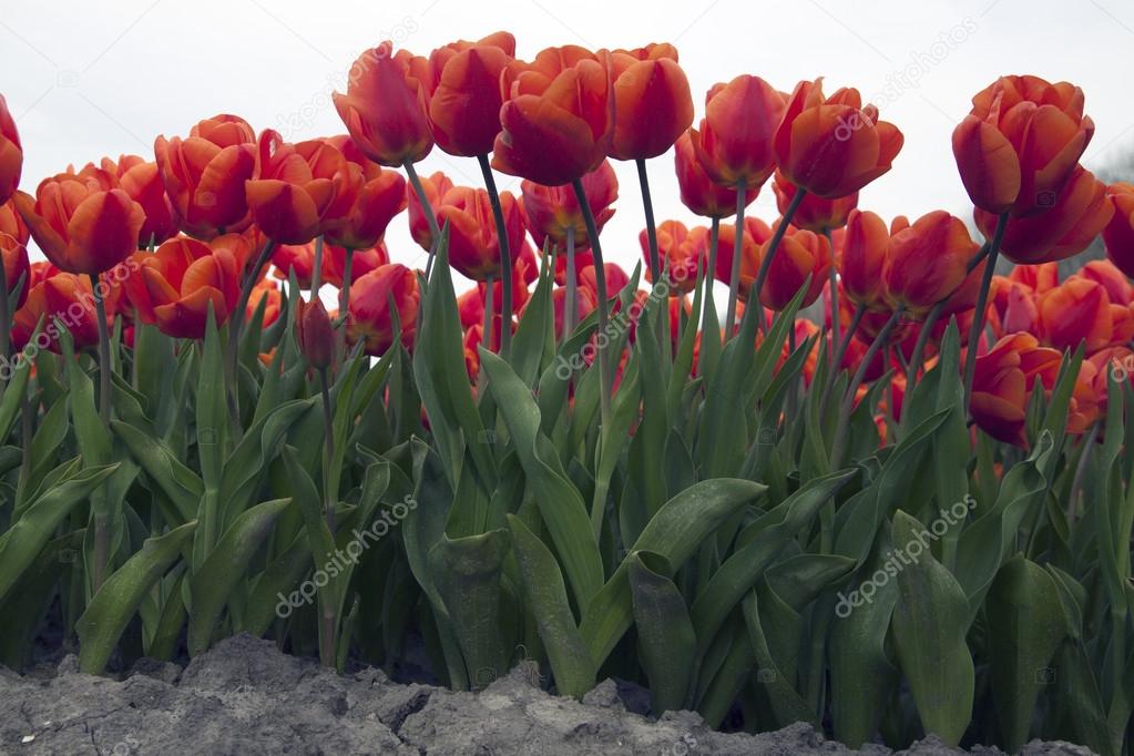 Red tulips in the front.