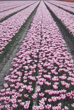 kırmızı ve beyaz laleler.