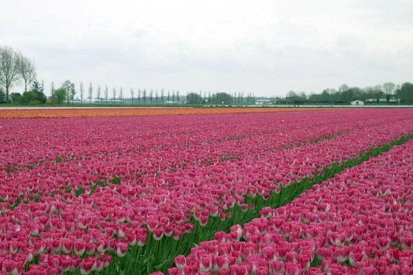 Pink tulips. — Stock Photo, Image