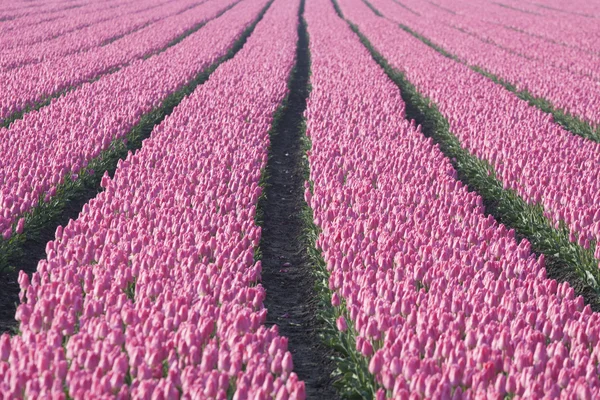 Tulipes néerlandaises dans une rangée . — Photo