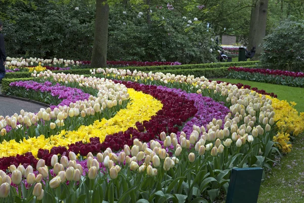 Keukenhof bahçeleri.
