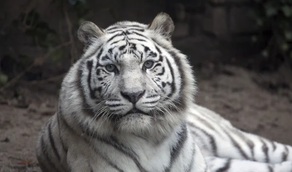 Witte honger tijger — Stockfoto