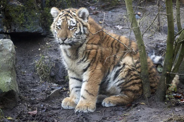 Słodkie młody Tygrys. — Zdjęcie stockowe