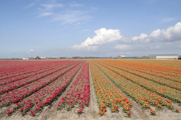 Flores naranjas y rojas — Foto de Stock