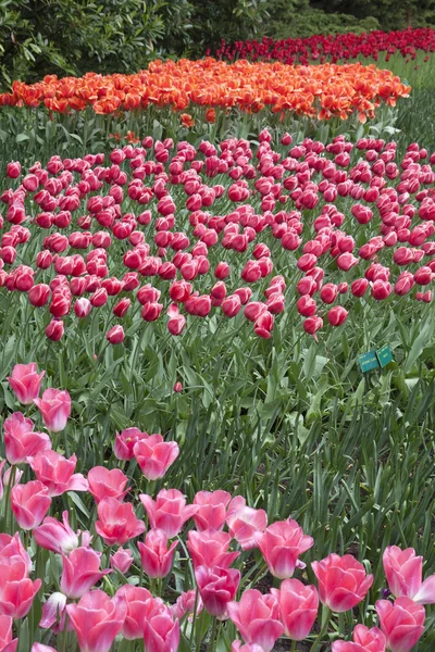 Bunte holländische Tulpen — Stockfoto