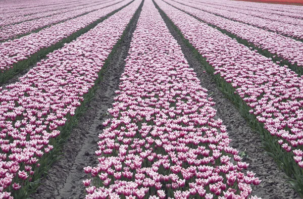 Holländische Tulpen in einer Reihe. — Stockfoto