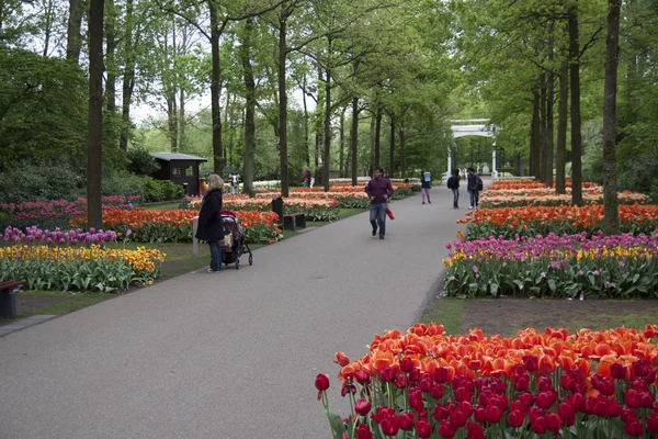 Holandské tulipánové zahrady. Stock Snímky
