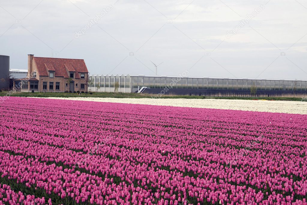 Dutch spring picture.