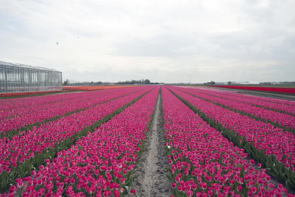 Colorful dutch nature picture. — Stock Photo, Image