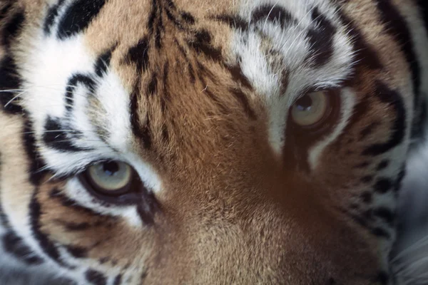 Oog van de tijger — Stockfoto