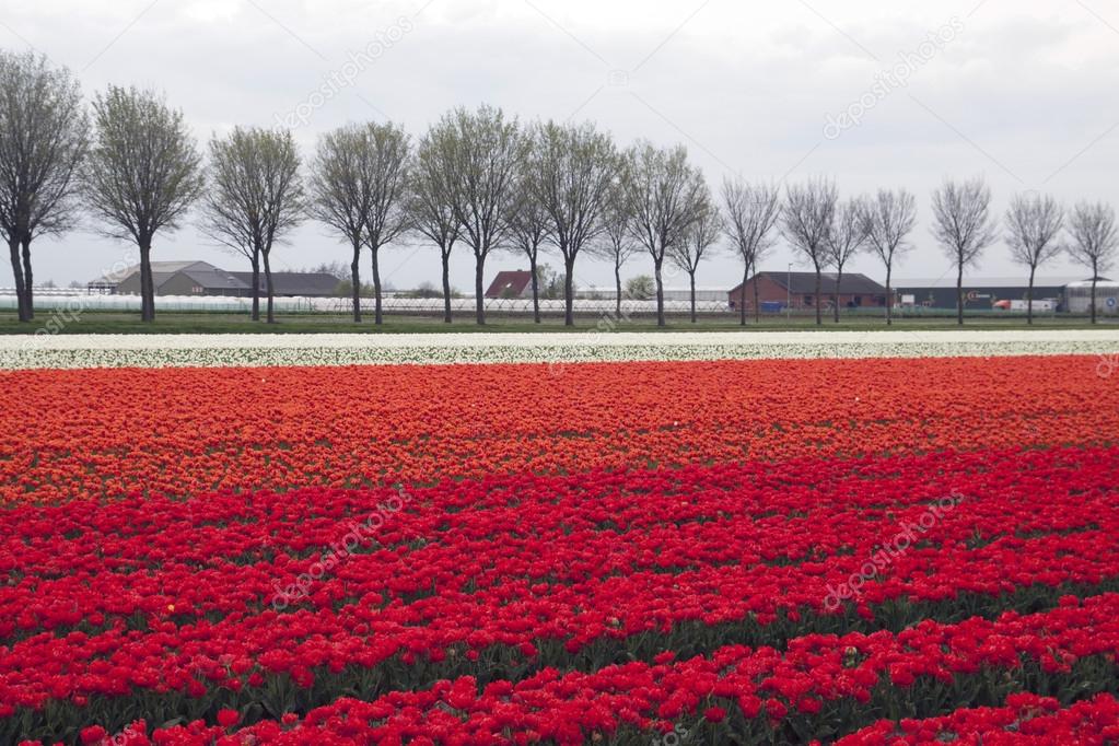 Red tulips in a row.