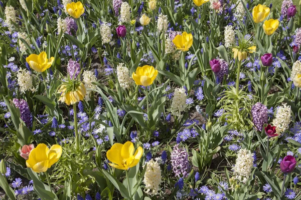 Gelbe Frühlingsblumen für Hintergrund — Stockfoto