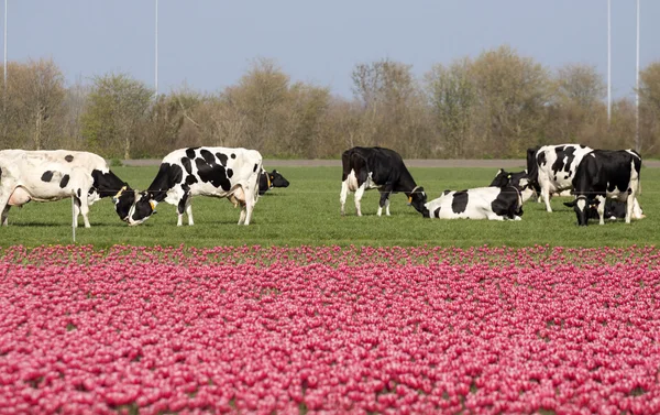 Flor típica da primavera holandesa com vacas e tulipas — Fotografia de Stock