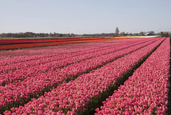 Roze tulpen in het voorjaar. — Stockfoto