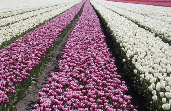 Bei fiori per sfondo — Foto Stock