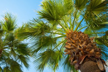 Hindistan cevizi palmiyeleri, güzel tropikal arka plan.